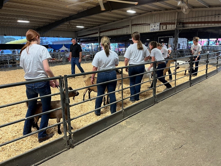 showing livestock