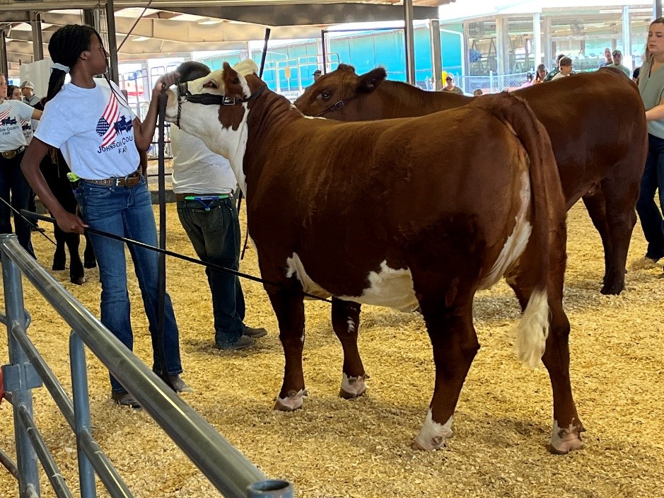 cow