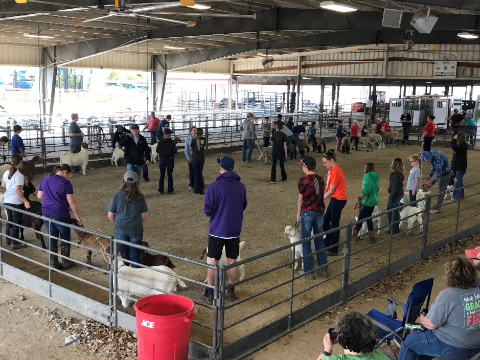 livestock show