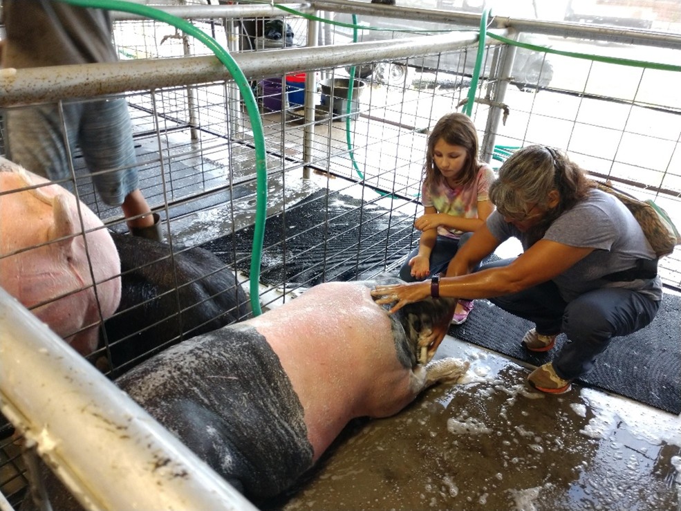 4-H youth and volunteer with a pig 