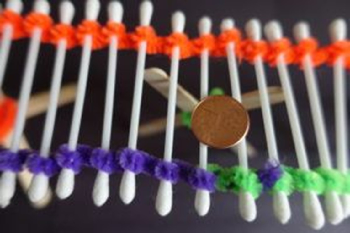 STEM enginerring creative bridge with Q-tips 