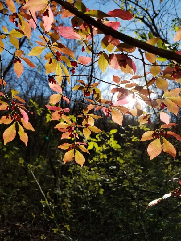 leaves