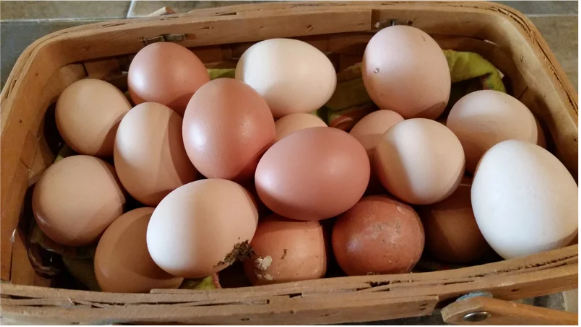 eggs