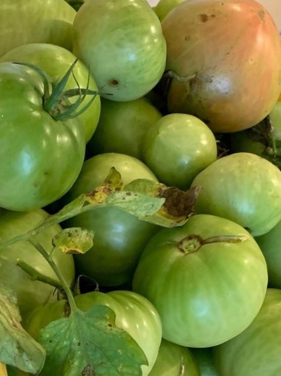 Green Tomatoes