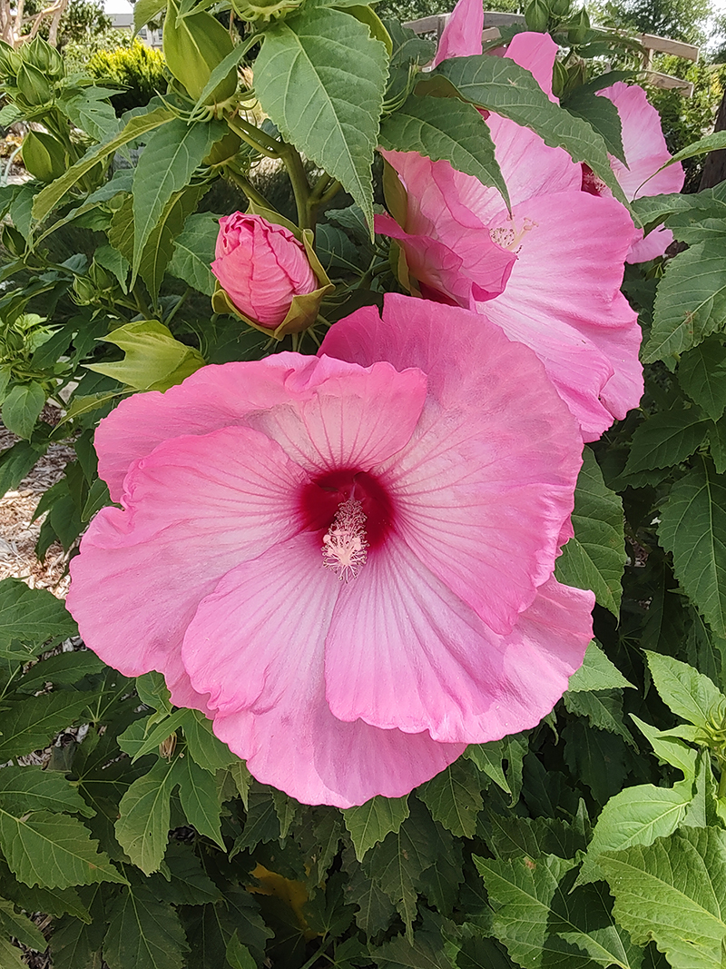 Hardy Hibiscus Airbrush Effect Dennis Patton Garden Gallery Demonstration Garden 