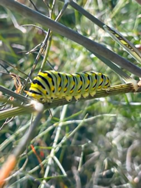black swallowtail caterpiller on fennel 
