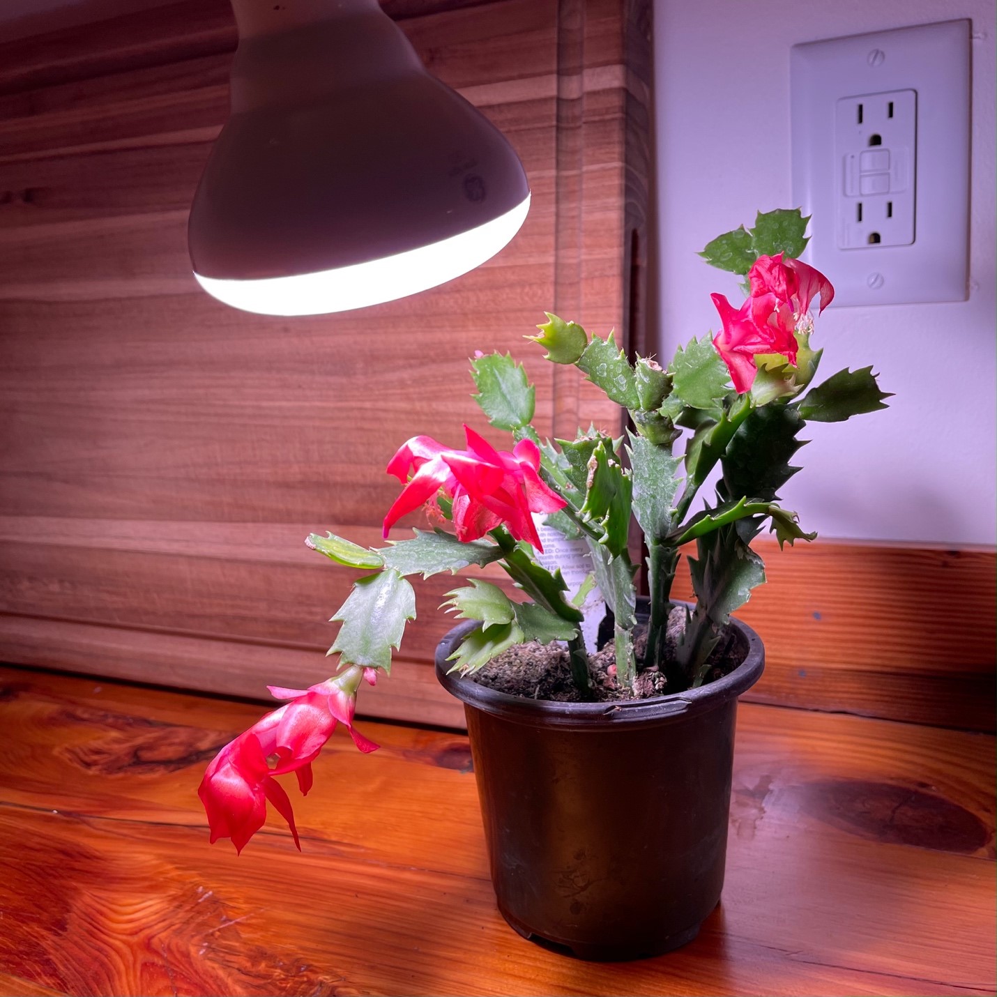 Christmas cactus under 9W GE grow bulb.