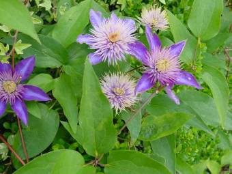 clematis blue
