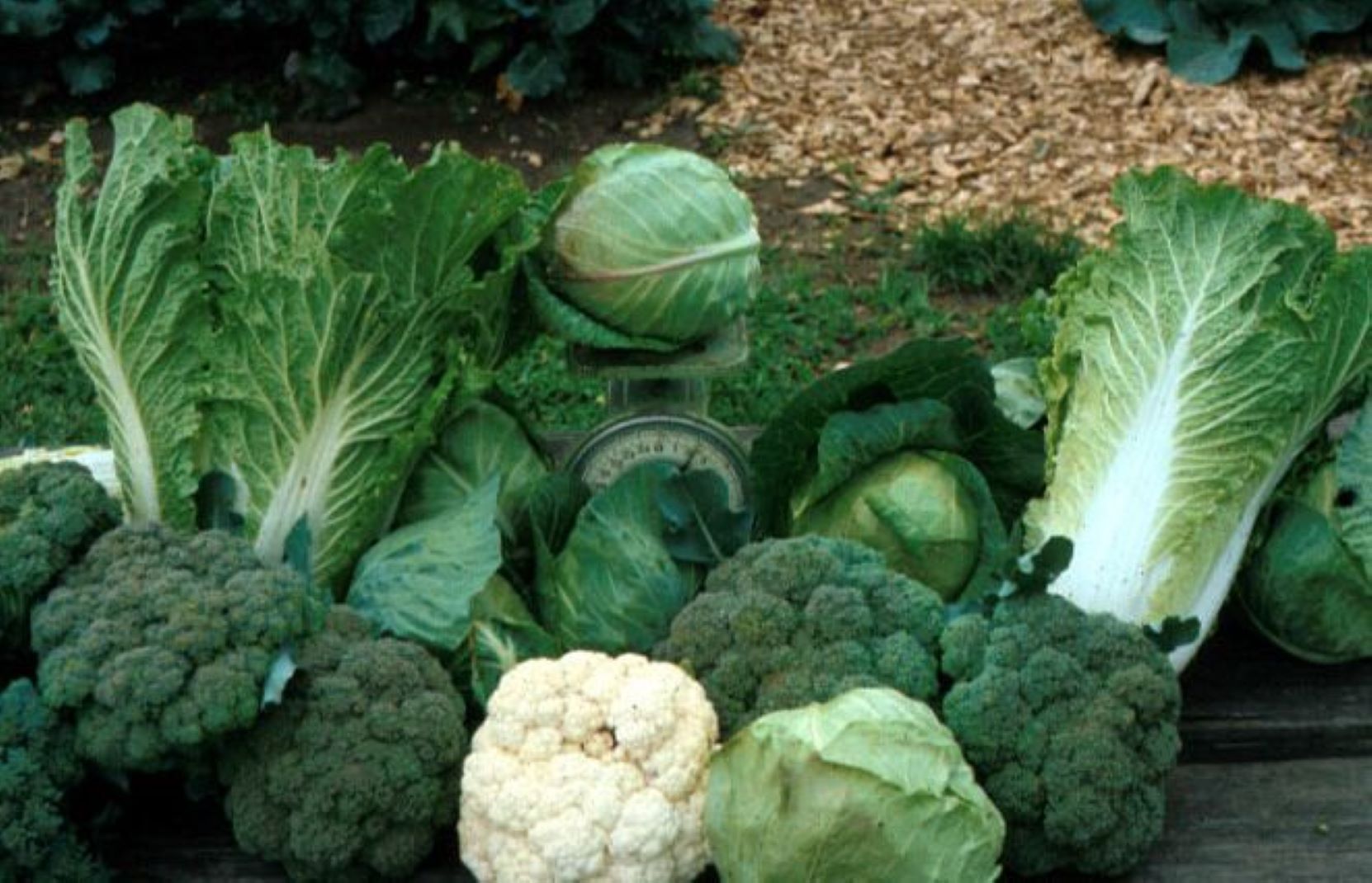 Cole Crop assortment 