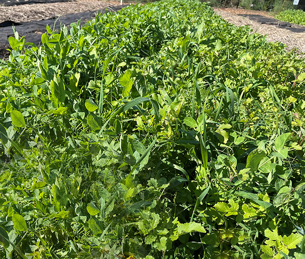 Cover Crops 