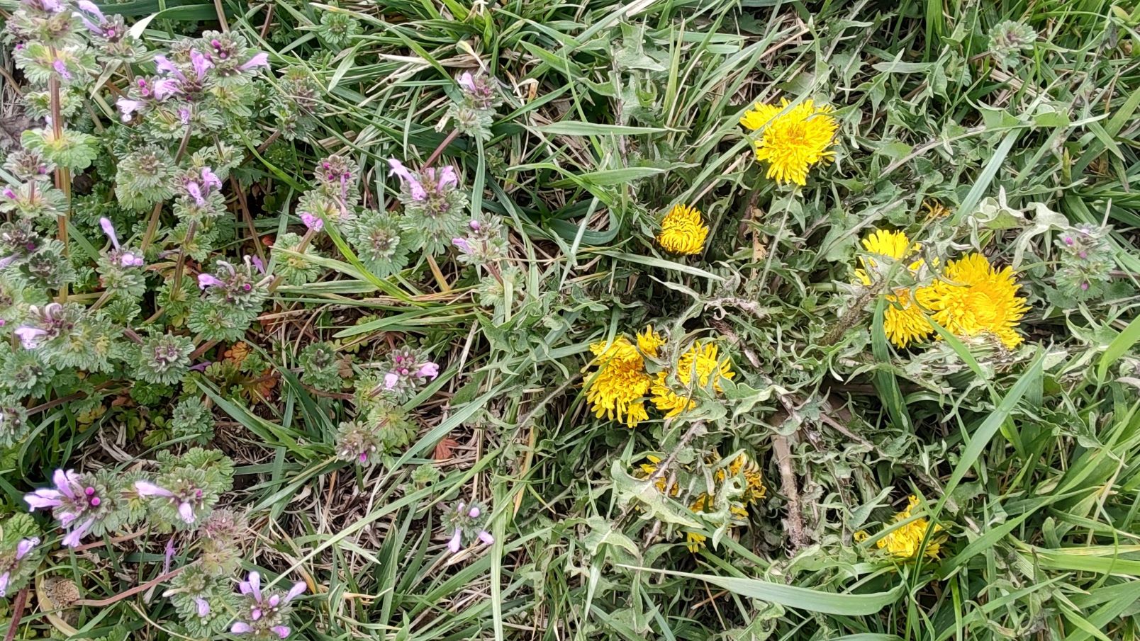 Dandelion and Henbit 