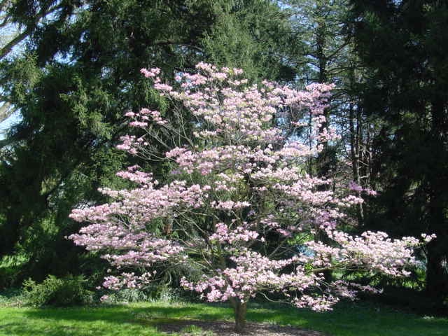 Dogwood Tree in bloom