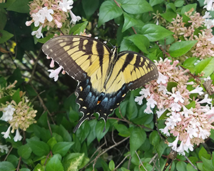 Eastern Swallowtail Butterfly by Markis HIll 