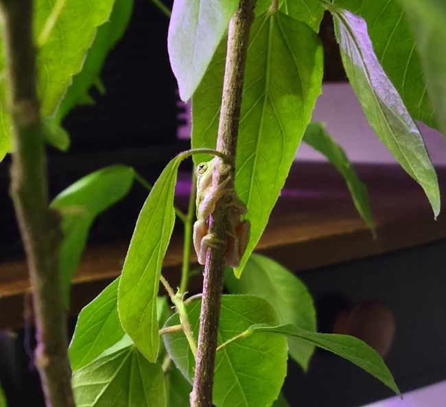 Green Tree Frog hiding on hibiscus 
