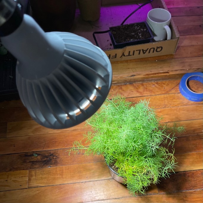 Dill growing under warmer 32W LED bulb from GE vs cooler 15W bulb from Phillips