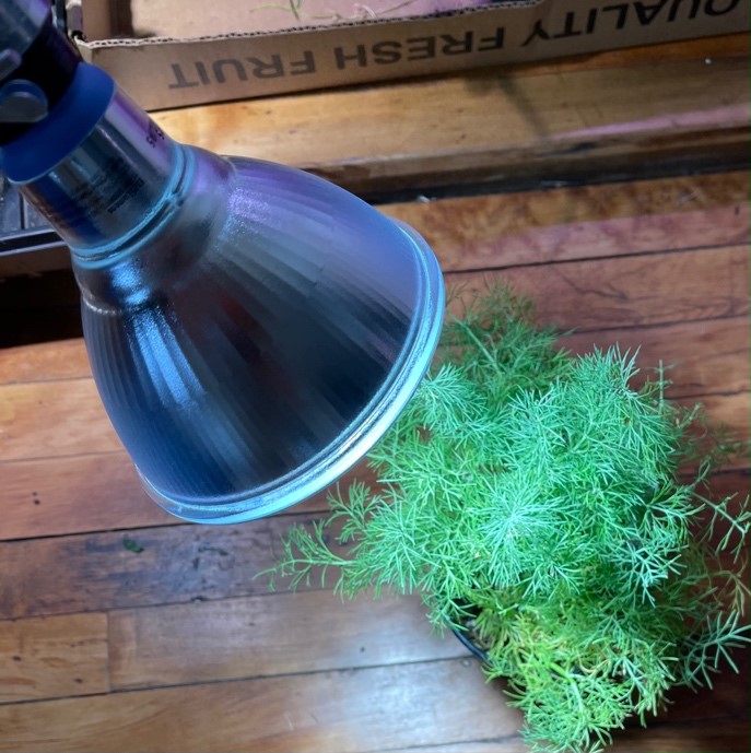 Dill under bulb