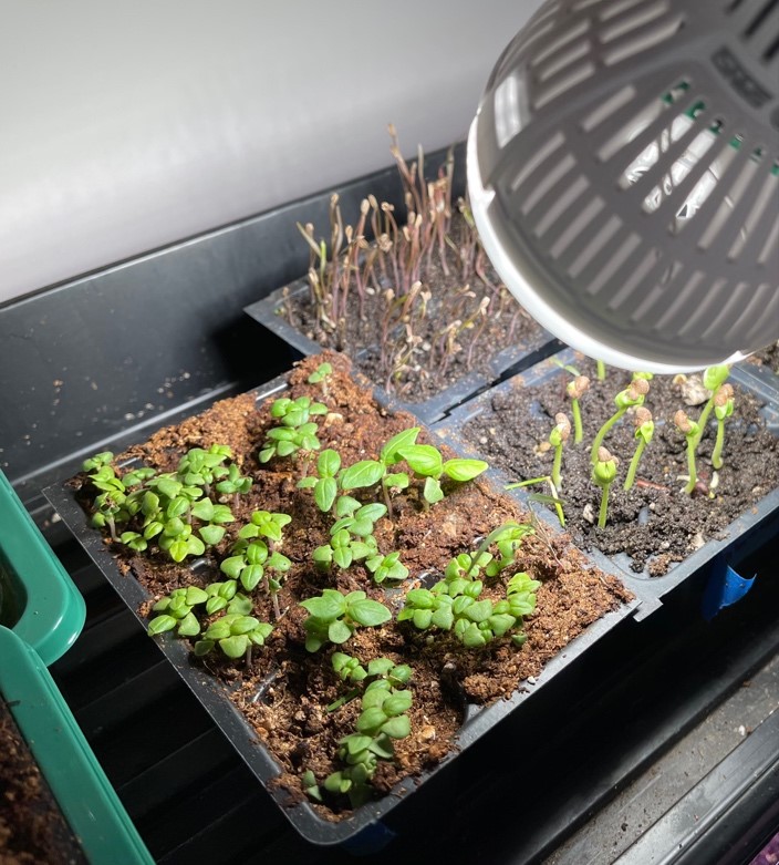 Starting seeds with a Sansi 15W LED E26 bulb using a gooseneck desk lamp.