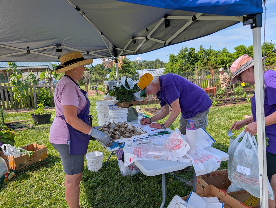 Backyard Garden Demonstration Garden Extension Master Gardener volunteers weighing the harvest 