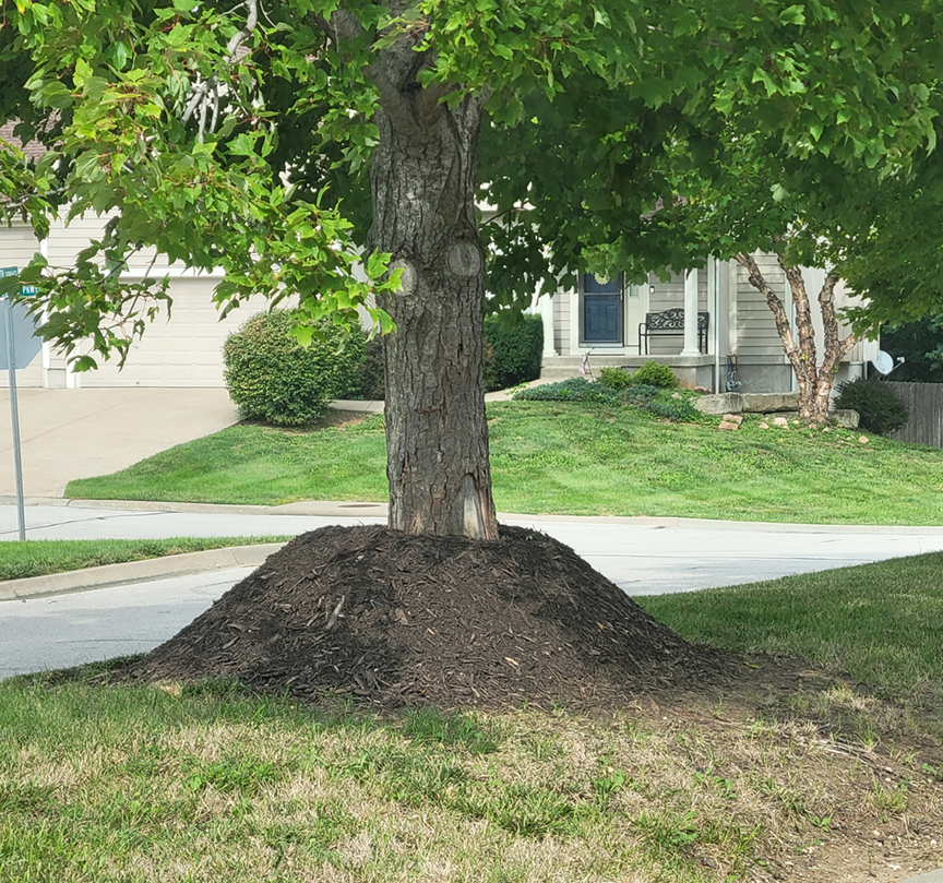 Tree with mulch volcano Tree with mulch volcano