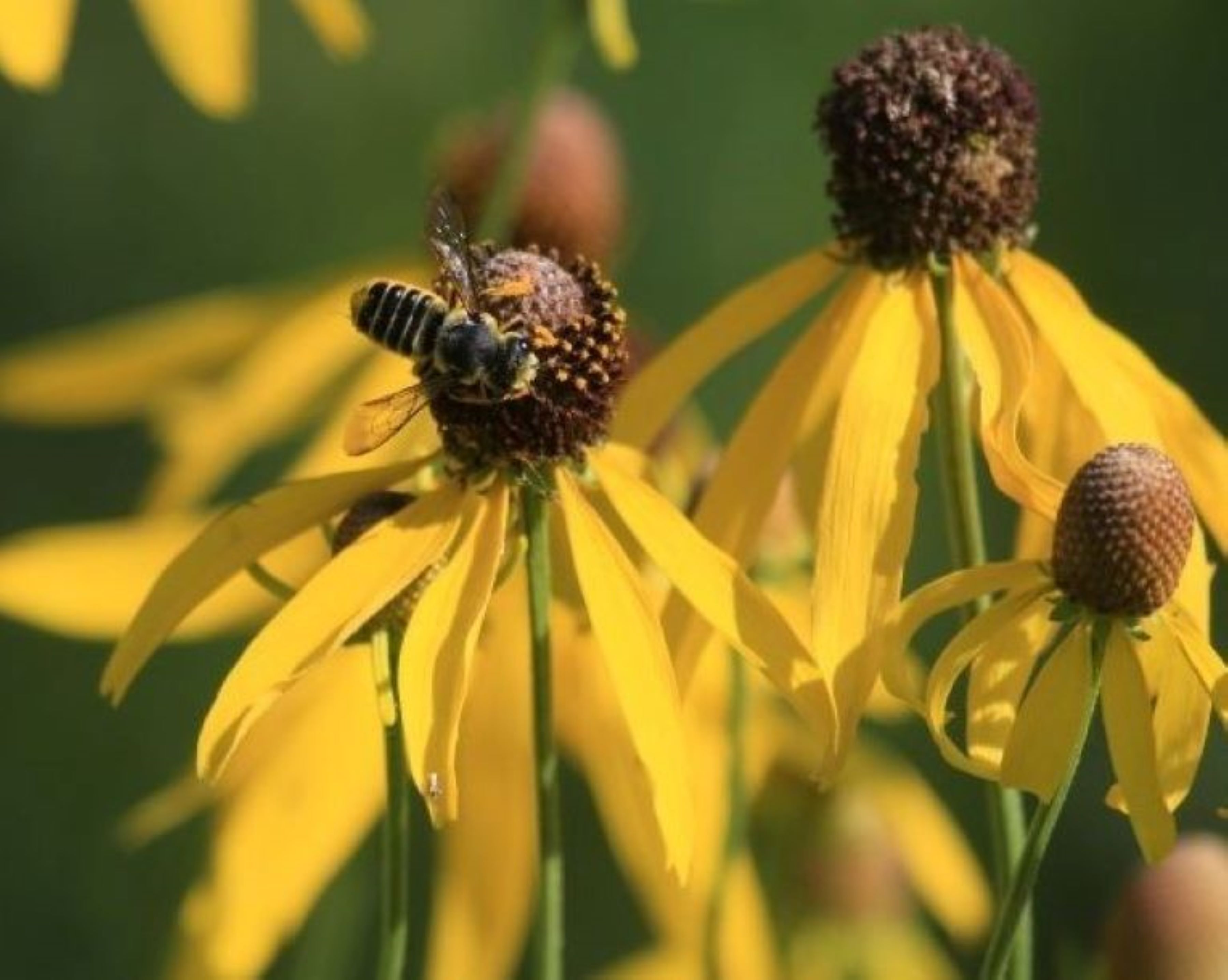 Bee on native coneflower 