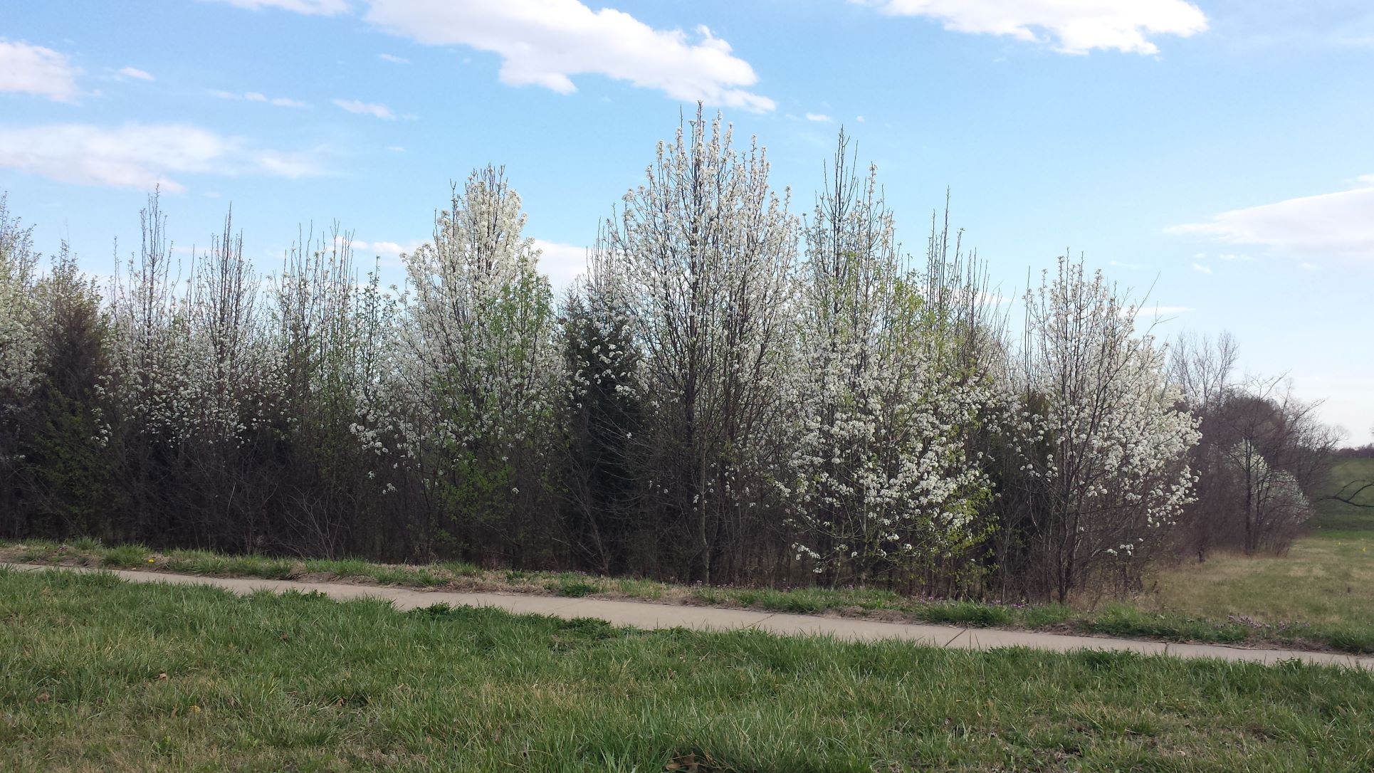 Ornamental Pear