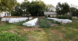 Low tunnels used for protection 