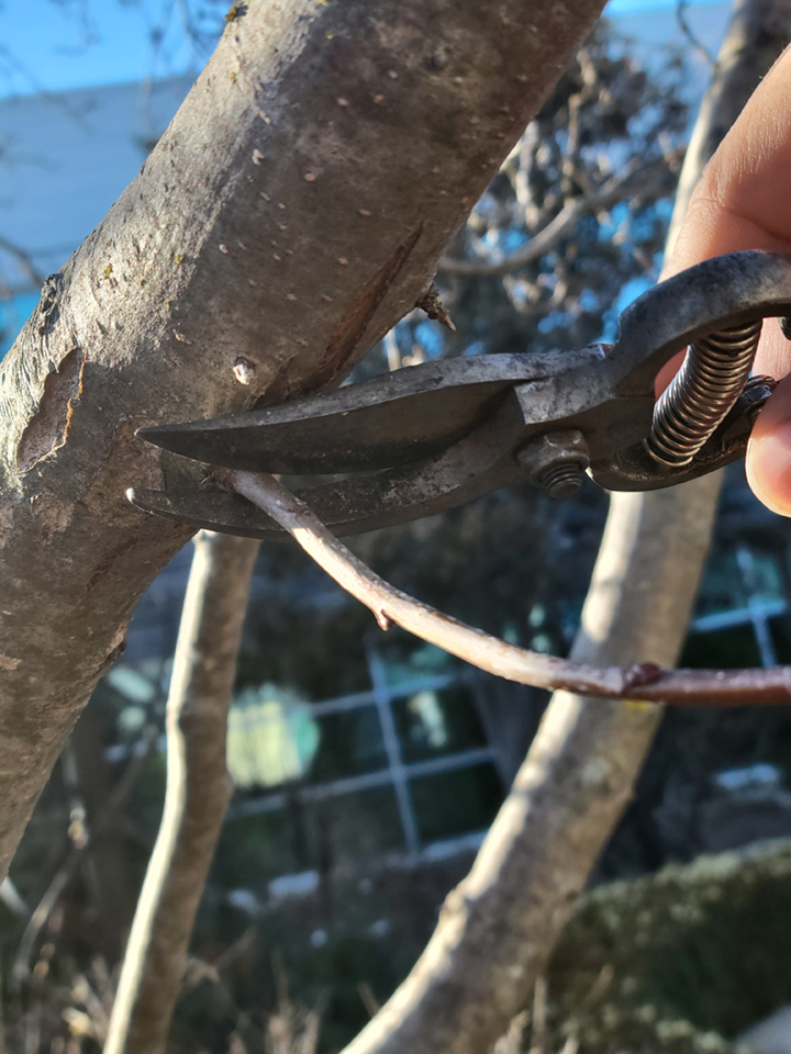 pruners and tiny twig 