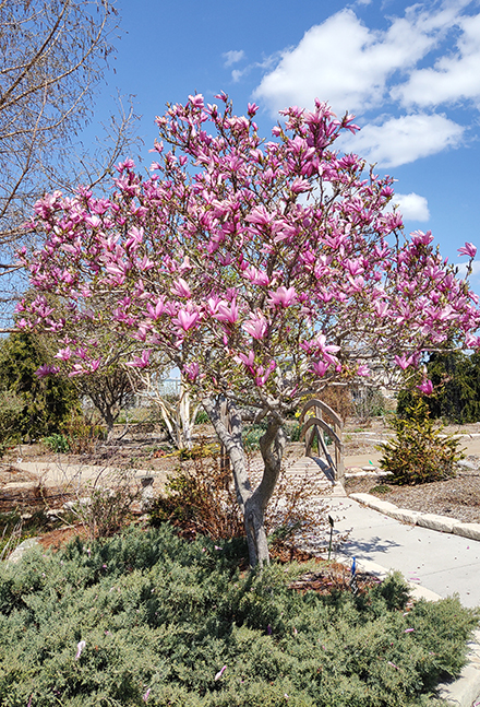 Saucer Magnolia Garden Gallery 