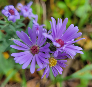 hardy aster sky blue
