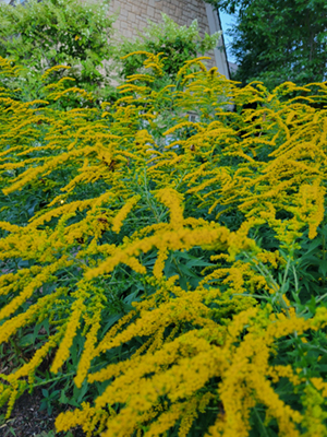 solidago in bloom 