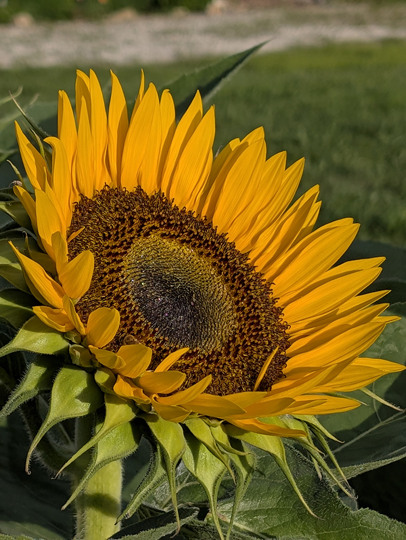 Sunflower in bloom