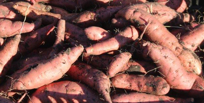 sweet potatoes after harvest 