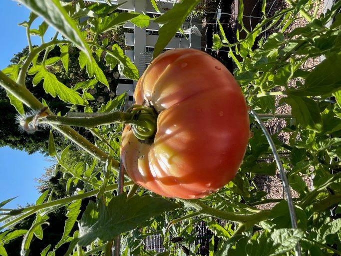 Tomato 