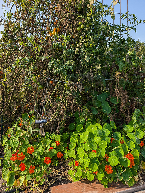 tomatoes and nasturstiums