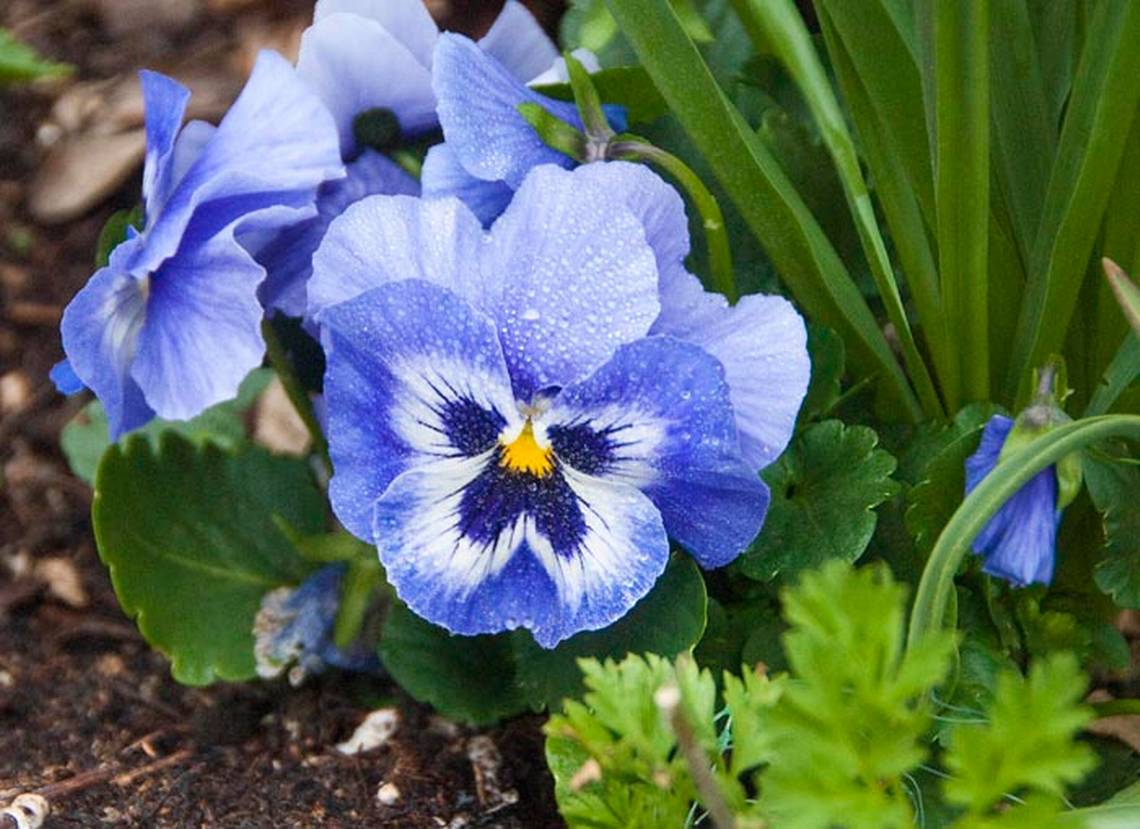 Viola photo 