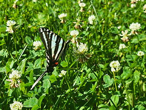 Zebra Swallowtail butterfly on clover by Markis HIll 