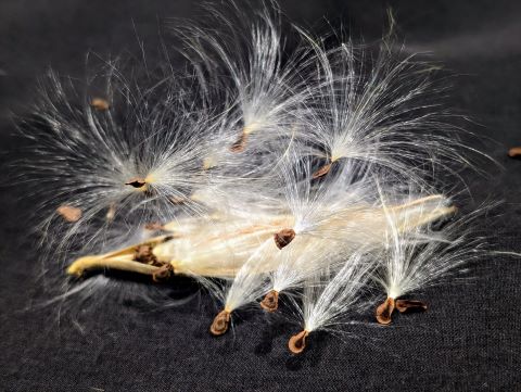 milkweed seeds 