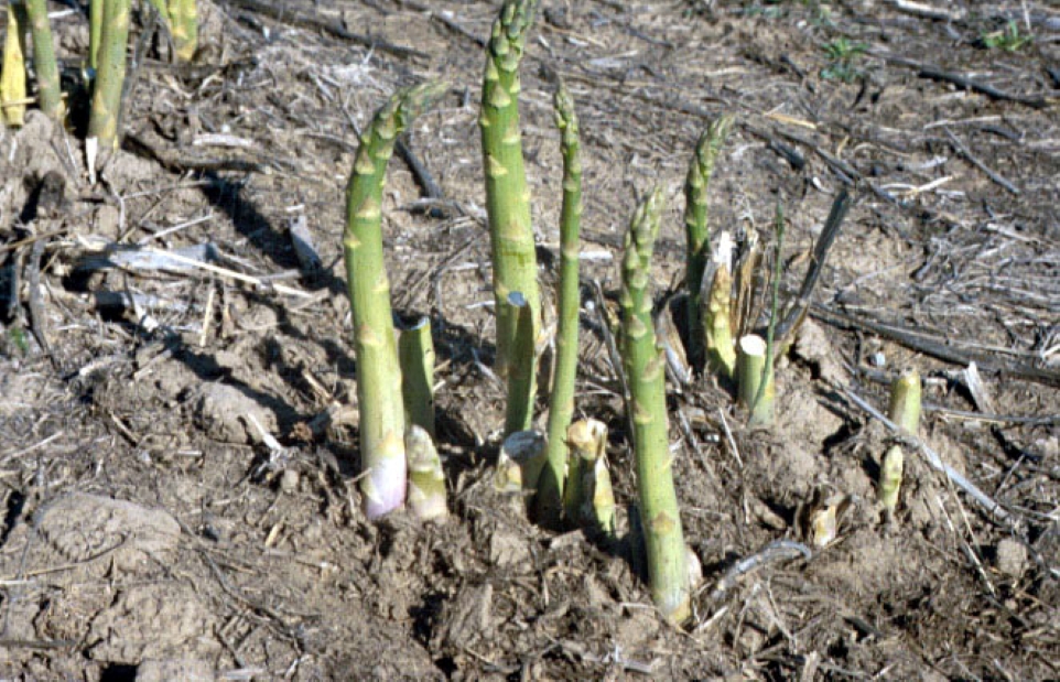 Asparagus Spears 