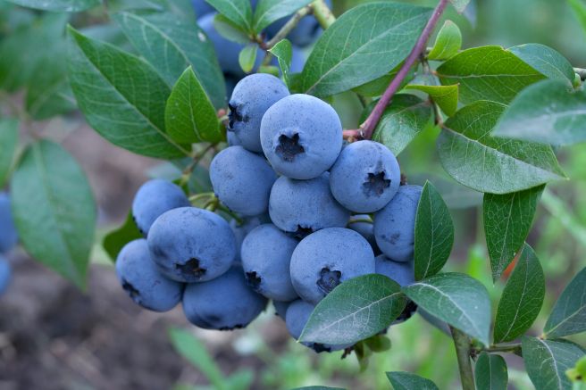 Blueberries on bush 