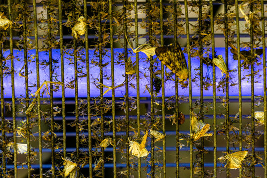 bug zapper with moths