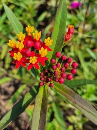 butterfly milkweed