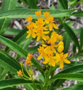 butterfly milkweed orange