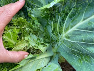 evidence of cabbage worm frass in a cabbage 