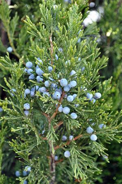 Juniper berries