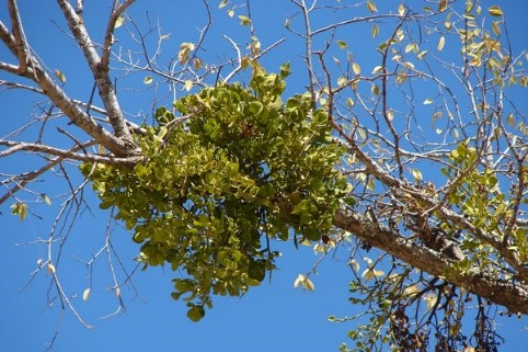 mistletoe