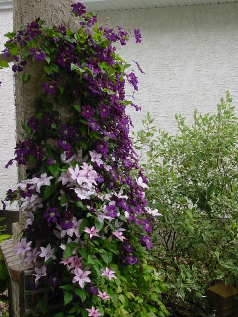 Clematis purple lavender 