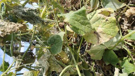 end of season cucumber