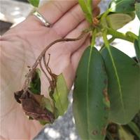 Phytophythora ramorum