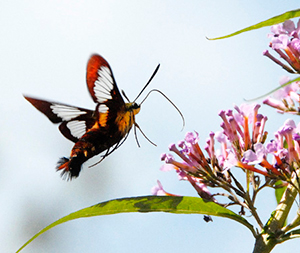 Bumble Bee Mimic