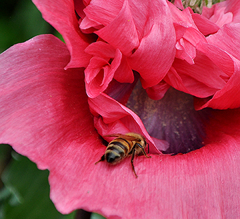 Bee on peony